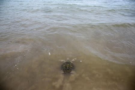 A sea turtle swims after it was released by a well-wisher at the Sea Turtle Conservation Center as part of the celebrations for the upcoming 65th birthday of Thai King Maha Vajiralongkorn Bodindradebayavarangkun, in Sattahip district, Chonburi province, Thailand, July 26, 2017. REUTERS/Athit Perawongmetha