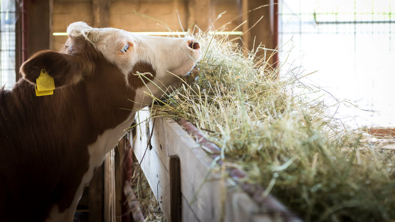 Grass-fed cow eating in barn 