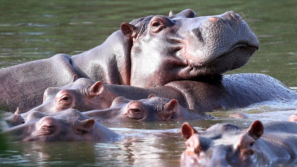 Einst ließ sich der kolumbianische Drogenbaron Pablo Escobar Flusspferde auf seine Hacienda bringen. Noch heute sorgen die Tiere für Probleme.