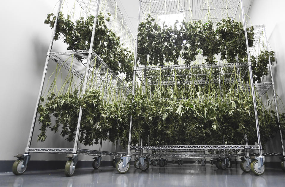 View of medical marijuana plants hanging to dry during a media tour of the Curaleaf medical cannabis cultivation and processing facility Thursday, Aug. 22, 2019, in Ravena, N.Y. (AP Photo/Hans Pennink)