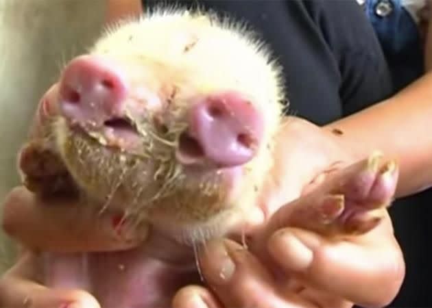 This pig has two snouts. Source: YouTube