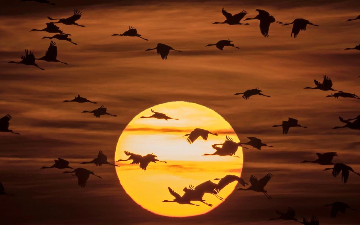 Migrating birds navigate thousands of miles each year - Copyright 2016 The Associated Press. All rights reserved.