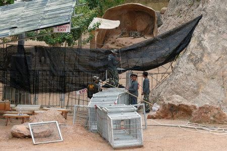 Officials try to lead a tiger into a cage as they start moving tigers from Thailand's controversial Tiger Temple, a popular tourist destination which has come under fire in recent years over the welfare of its big cats in Kanchanaburi province, west of Bangkok, Thailand, May 30, 2016. REUTERS/Chaiwat Subprasom