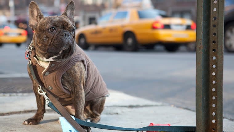 New York Dog Laws 2023: Rabies, Dog Bites, Dog Cruelty and Dog Chains