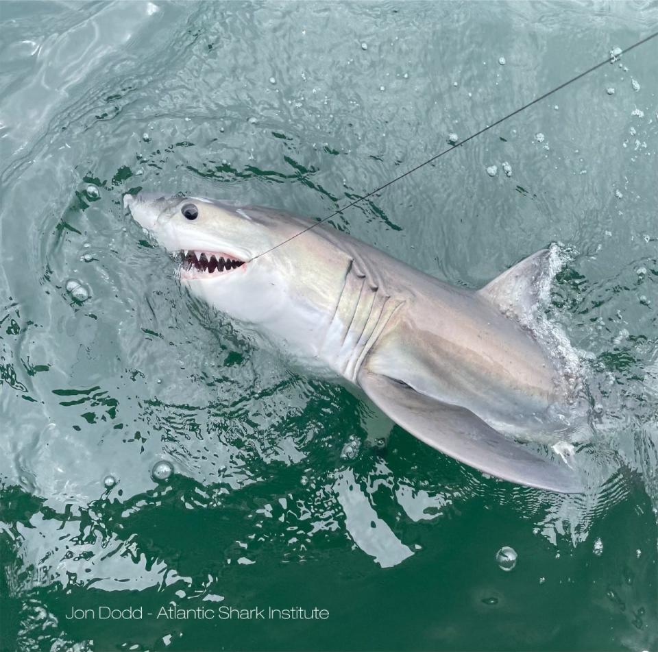 Researchers tagged eight white sharks in waters near Rhode Island this summer, including this shark, which is just 3 months old and 4-feet, 1-inch long. "As you can see, she is already sporting an impressive set of teeth," says Jon Dodd, director of the Atlantic Shark Institute in Wakefield.