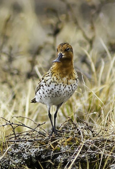 The spoon-billed sandpiper is a wetland-dependent species that breeds in the treeless tundra of the Russian Far East. Their total population is estimated at about 600. Sayam Chowdhury, <a href="http://creativecommons.org/licenses/by-nd/4.0/" rel="nofollow noopener" target="_blank" data-ylk="slk:CC BY-ND;elm:context_link;itc:0;sec:content-canvas" class="link ">CC BY-ND</a>