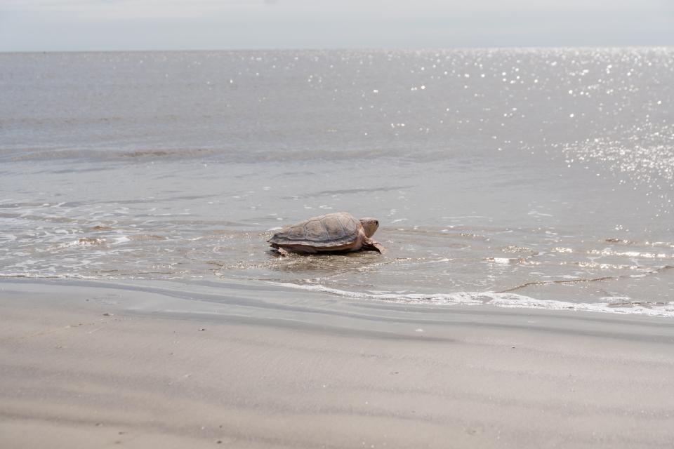 One of the sea turtles released by Georgia Aquarium and Georgia Sea Turtle Center Monday in ocean water off Georgia. The majority of the sea turtles were rescued from Cape Cod Bay and rehabilitated after suffering from cold-stunning.