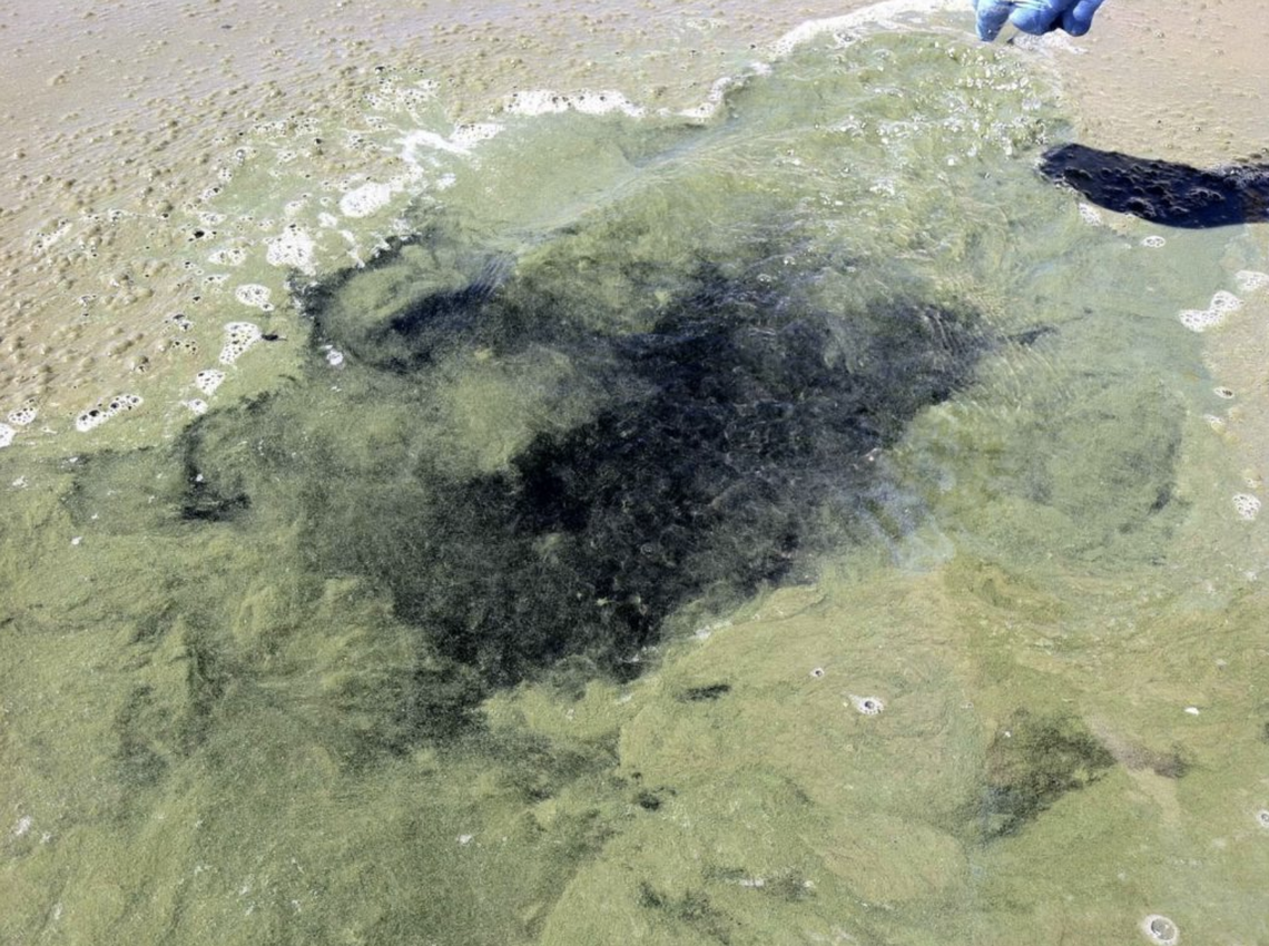 Blooms can vary in appearance, sometimes looking like mats, foam or surface scum. This bloom affected Brownlee Reservoir in August 2016, and Brownlee is one of three bodies of water in Idaho with harmful levels of cyanobacteria this summer.