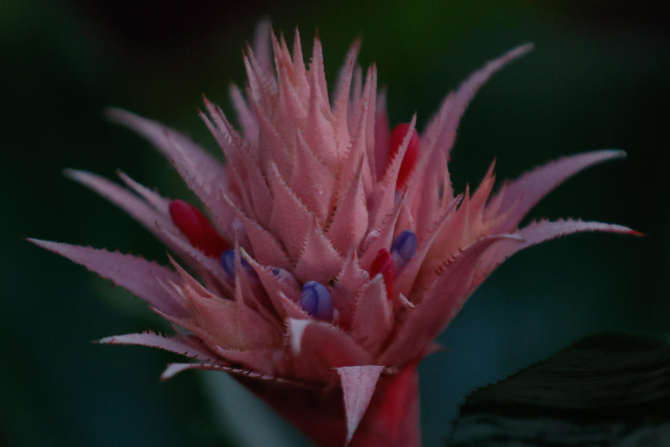 close-up of cactus bloom