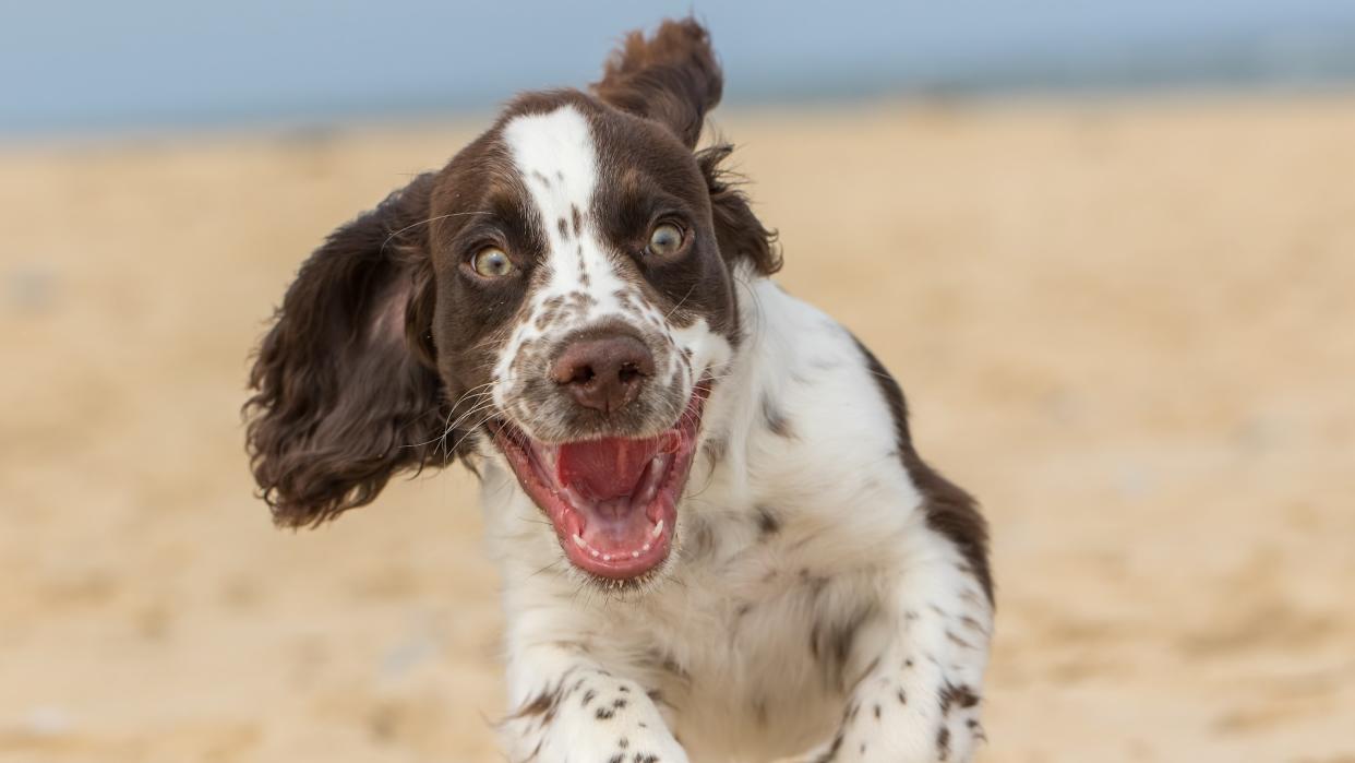  Close-up of an excited white and brown liver spot Sprocker dog on the beach. 