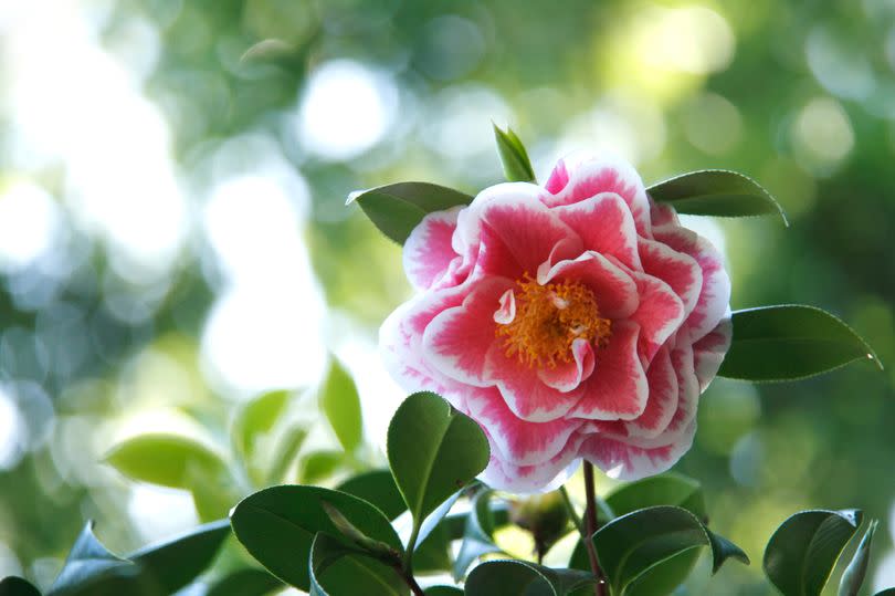 Camellia