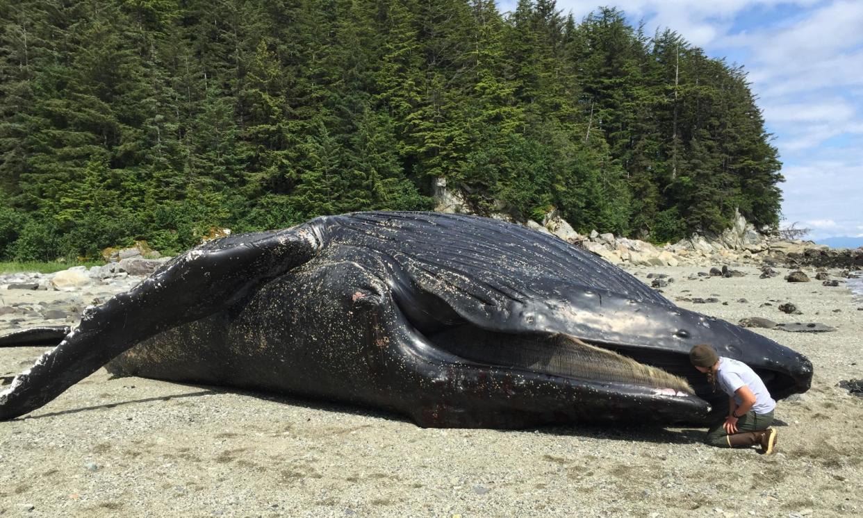 <span>A humpback whale, nicknamed Festus, who died near Glacier Bay in June 2016 during a marine heatwave in the north-east Pacific. Starvation was given as the primary cause of death.</span><span>Photograph: Craig Murdoch, taken under authority of NOAA Marine Mammal Health and Stranding</span>