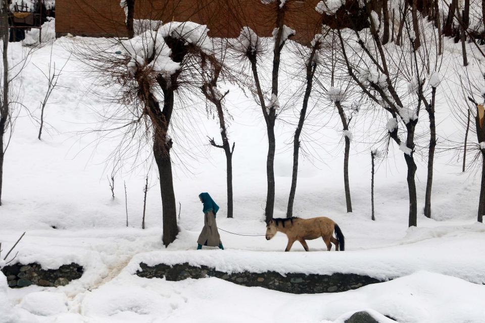 A girl seen walking her donkey.