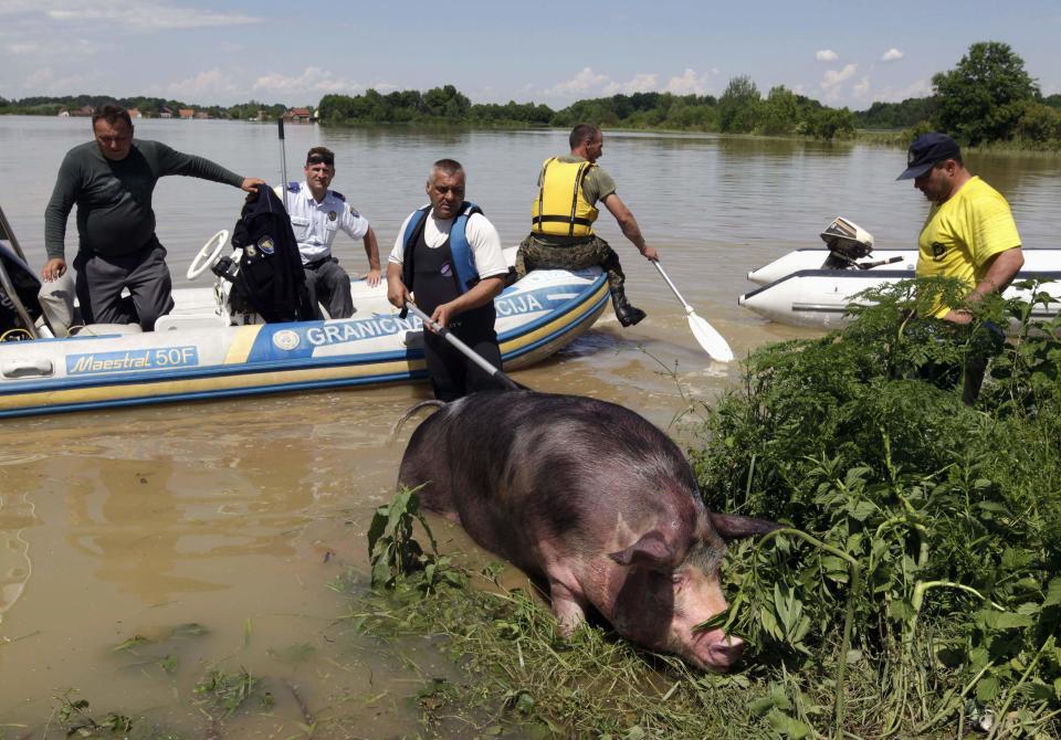 Villagers and police rescue a pig during heavy floods in the village of Prud