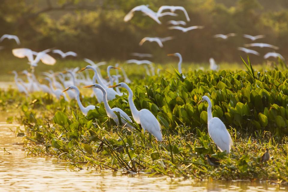 The Most Beautiful Birds to Look Out for at the Lake This Summer