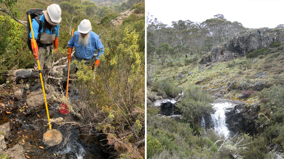 Mark Lintermans inspects the water at the stocky galaxias' only known habitat. Source: Chris Walsh / Supplied