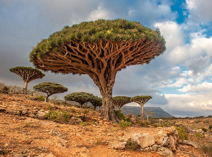 27. Socotra, Yemen