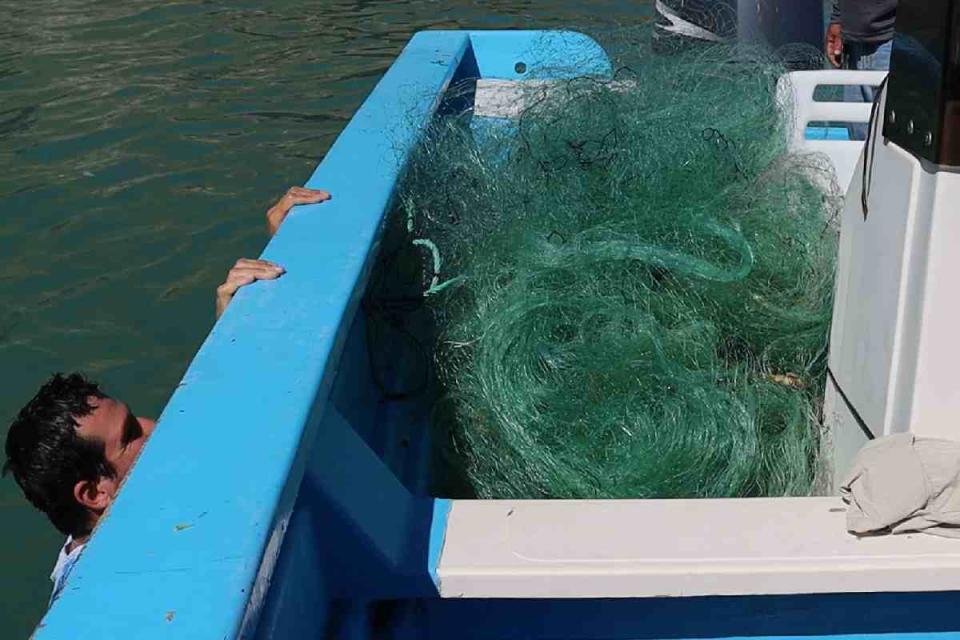 vaquita marina Redes de pesca fantasma recuperada