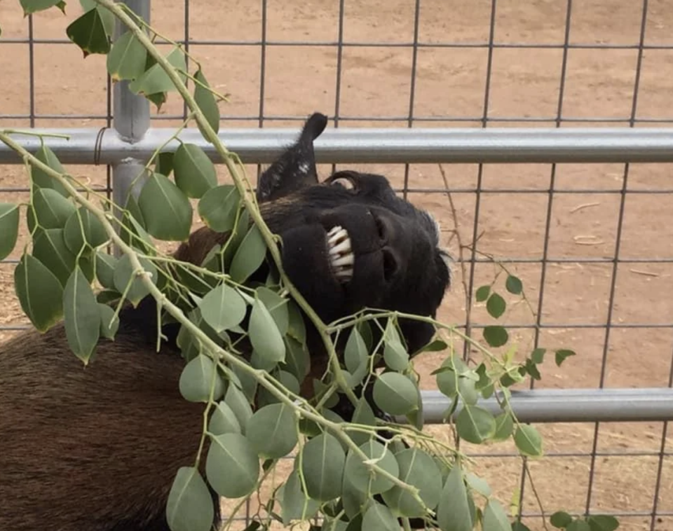 A goat stands behind a fence, grinning with bared teeth and chewing on tree leaves