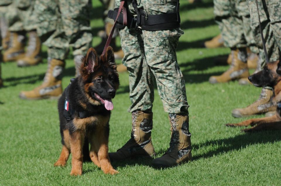 El cachorro donado por Turquía, Arkadas, estuvo presente en la ceremonia.