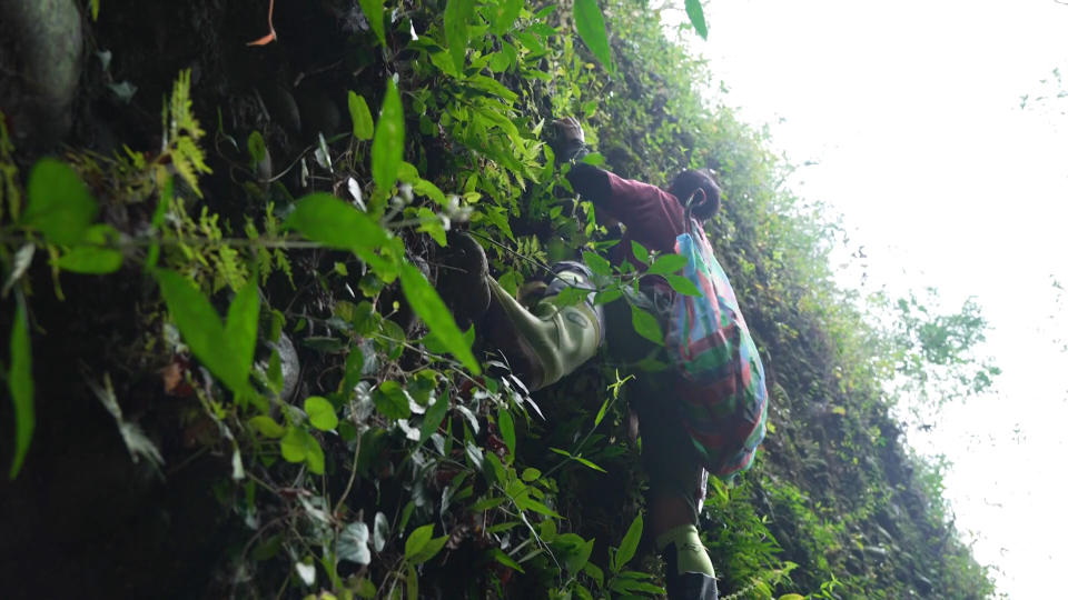 洪信介試著攀爬近乎直立的石壁，採集植物。（圖／獨立特派員）