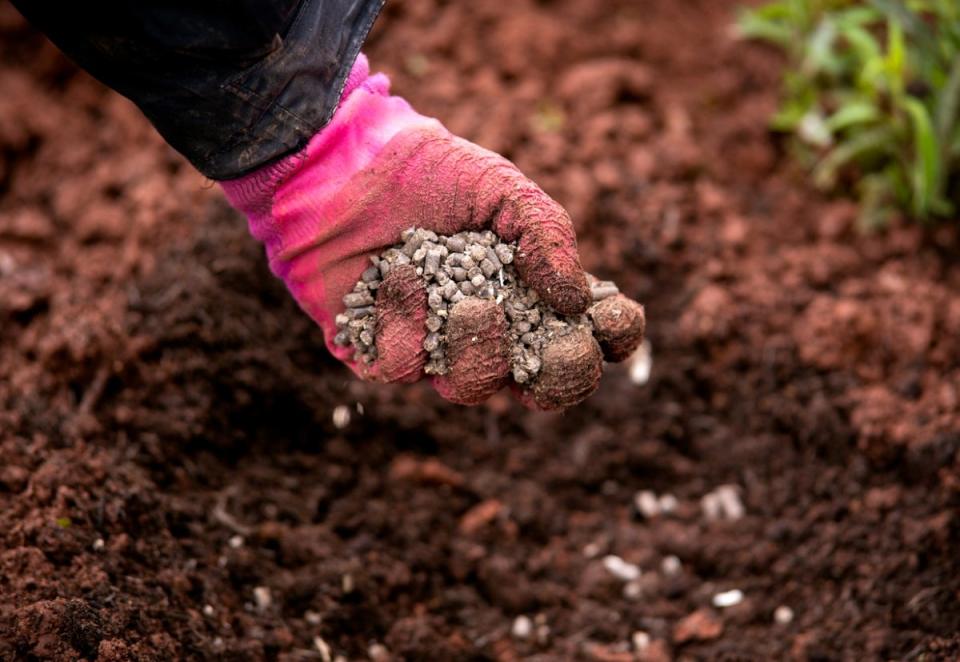 Person wearing a pink garden glove adding pellet fertilizer to soil.