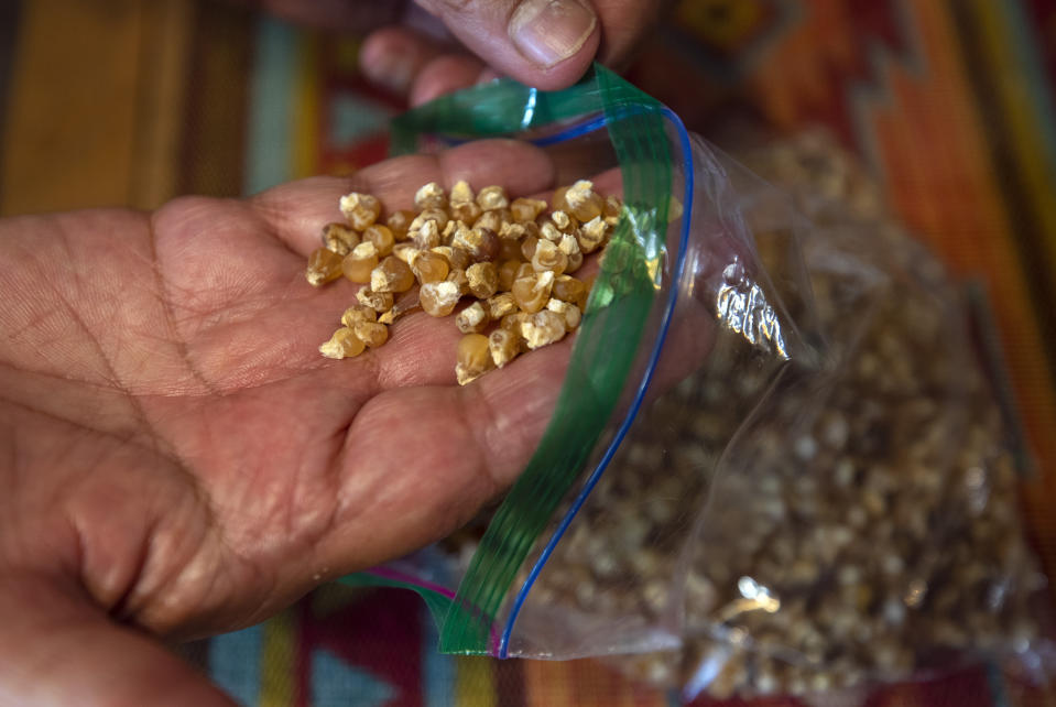 Norma Naranjo shows bagged chicos, corn kernels dried during a previous season at her home in Ohkay Owingeh, formerly named San Juan Pueblo, in northern New Mexico, Sunday, Aug. 21, 2022. Friends and relatives of the Naranjos gather every year to make year make chicos – dried kernels used in stews and puddings – from corn grown in neighboring Santa Clara Pueblo. (AP Photo/Andres Leighton)