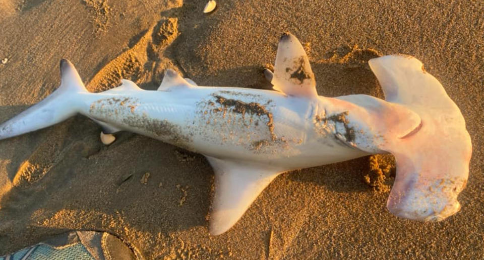 The dead hammerhead shark upside down on the sand. 
