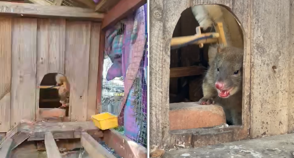 A tiger quoll can be seen in both pictures poking its face out from the chicken coop. Source: Supplied