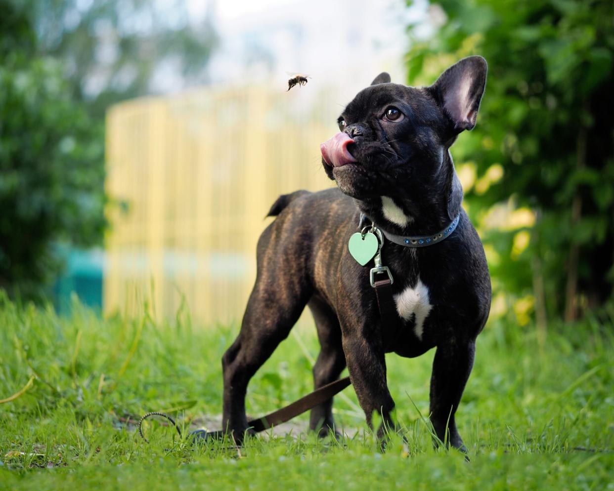 french bulldog with bee