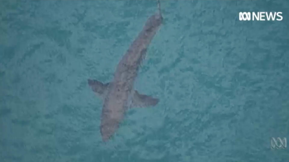 Police have been told several board-riders came to his assistance and fought the three metre shark off before the injured man could be helped to shore.