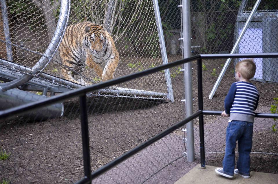 Owen Berk interacts with an Amur tiger inside the new Big Cat Crossing at the Philadelphia Zoo in Philadelphia