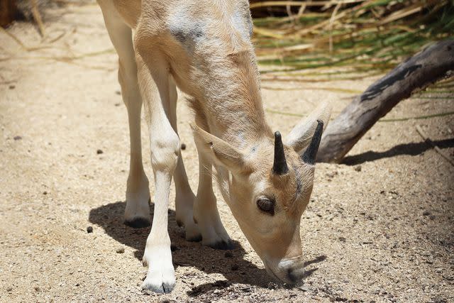 <p>Landon McReynolds/Walt Disney World</p> Addax calf Julien photographed at Disney's Animal Kingdom Lodge