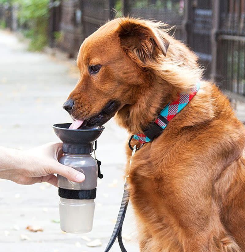 Dog Bowl Water Bottle