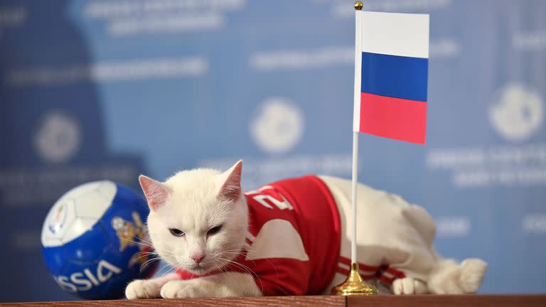 El gato Aquiles vive en el museo del Hermitage y es uno de los felinos cazadores de ratones