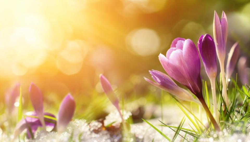 Is Spring Fever a real thing? Smileus – stock.adobe.com