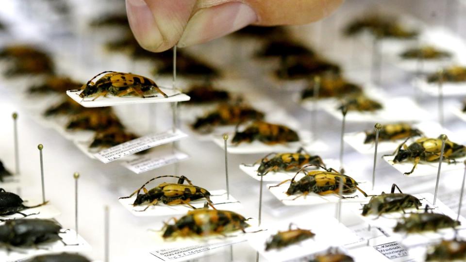 Bockkäfer werden im Entomologischen Verein Krefeld auf Nadeln fixiert. Foto: Roland Weihrauch