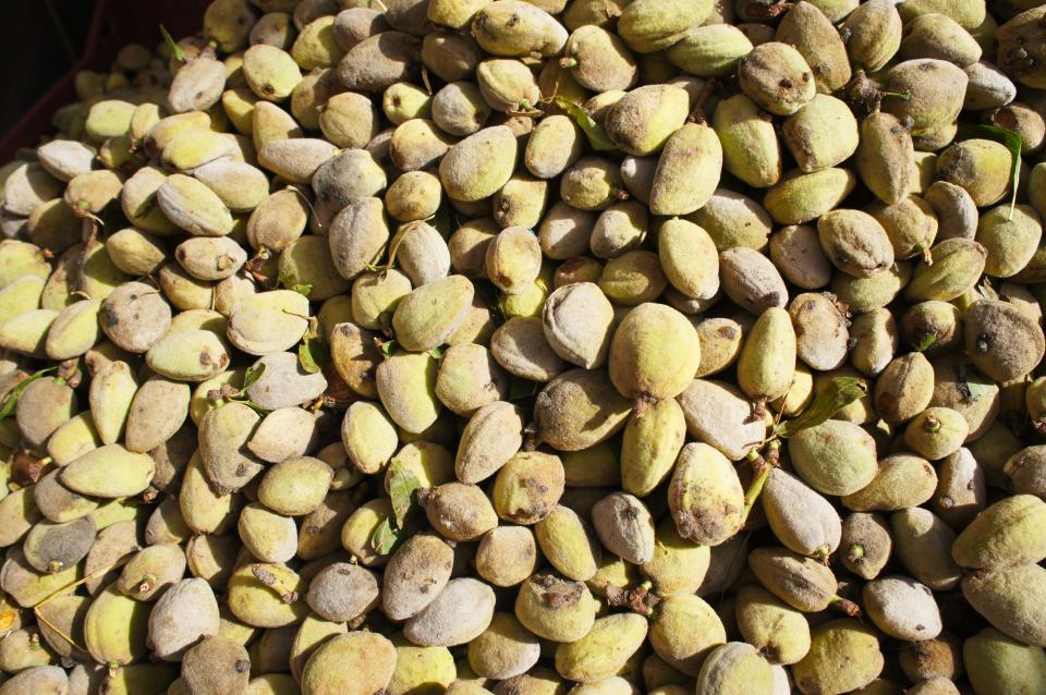 Green almonds