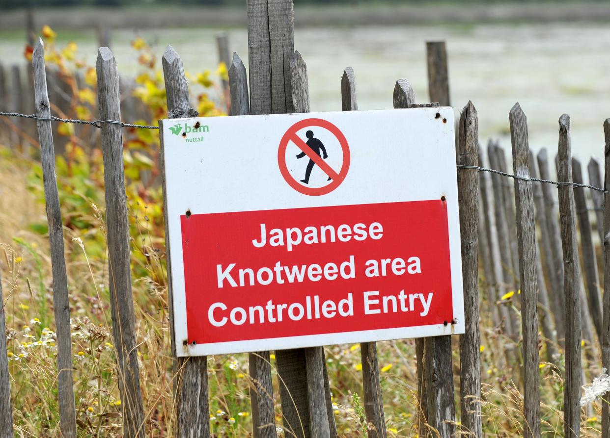 A sign prohibiting entry to a site due to the presence of Japanese Knotweed   (Photo by Clive Gee/PA Images via Getty Images)