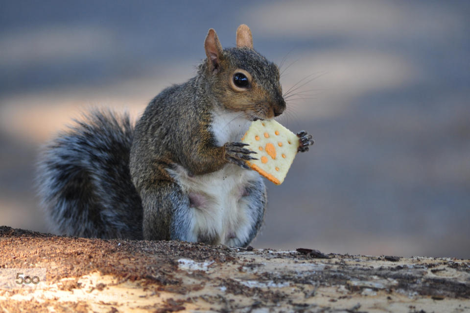 Squirrel in the park, sneaking between the trees, looking for cracker