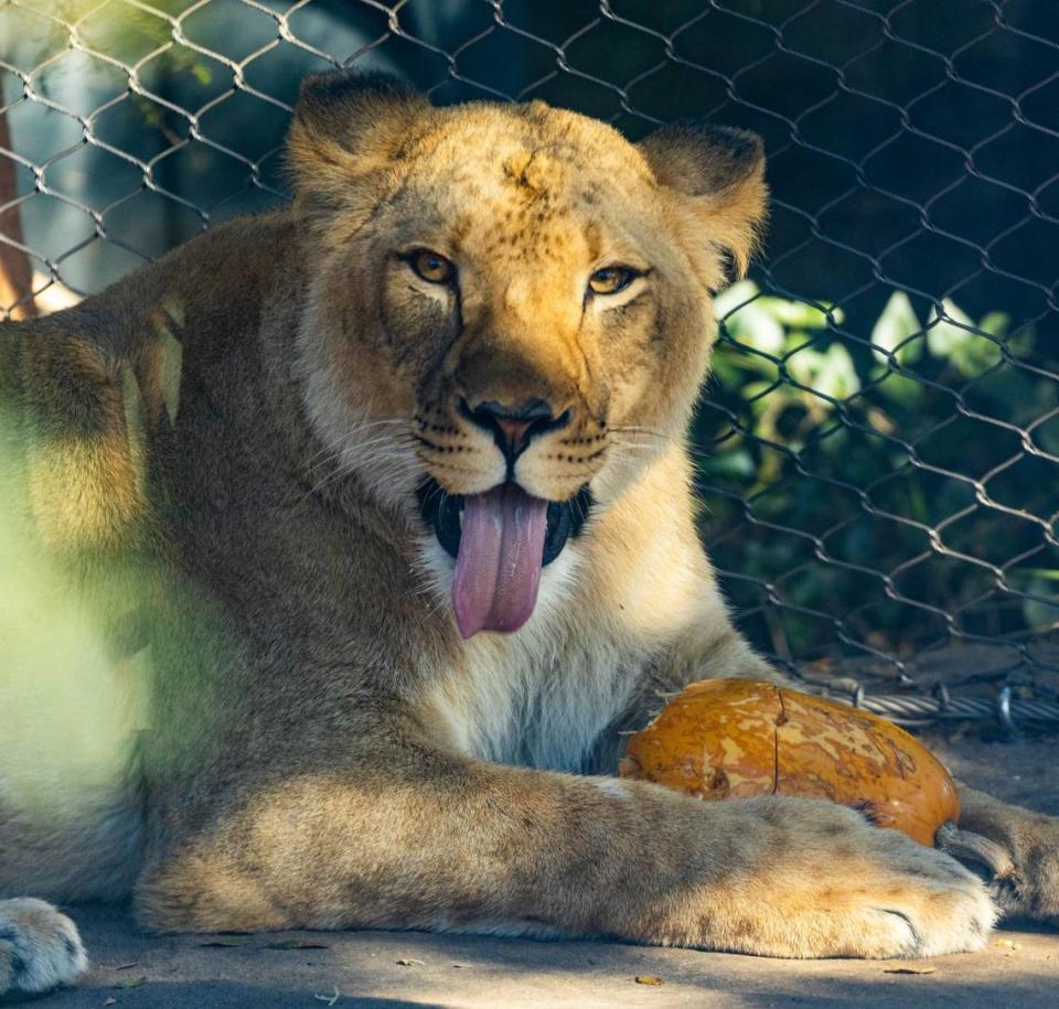 Zoo Boise recently adopted a 2-year-old lionness to accompany its male lion, Revan.