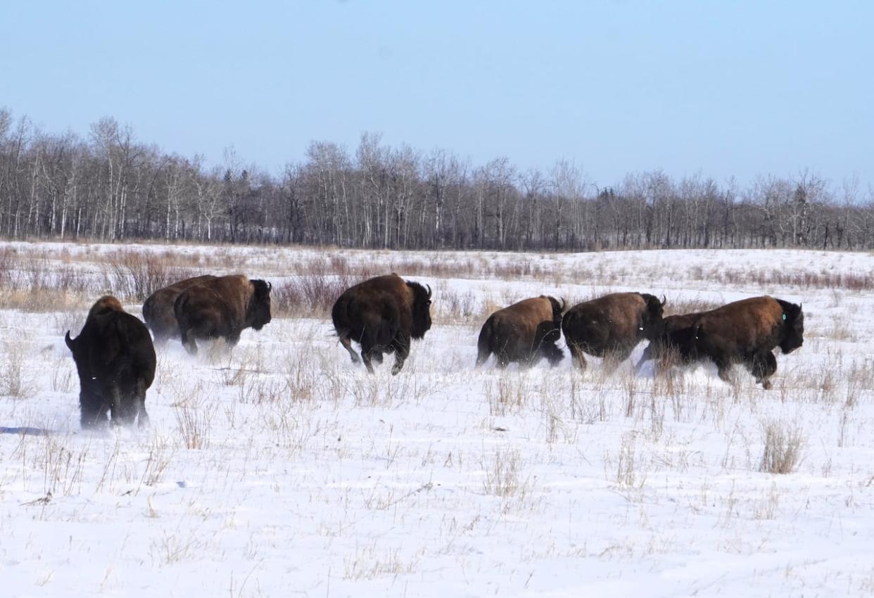 Federation of Sovereign Indigenous Nations (FSIN) Chief Bobby Cameron said his team worked with a bison rancher in southern Alberta to acquire two bulls and 20 pregnant cows for Witchekan Lake First Nation. (Submitted by Ron Merasty - image credit)