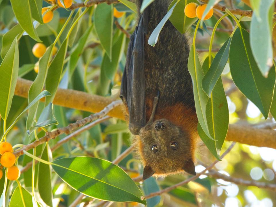 The bats are one of the world's largest species: Andrew Mercer