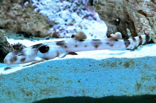 <p>Jim Schulz/CZS-Brookfield Zoo</p> An epaulette shark pup was hatched at Brookfield Zoo in August, making history as the second egg to hatch despite no fertilization from a male