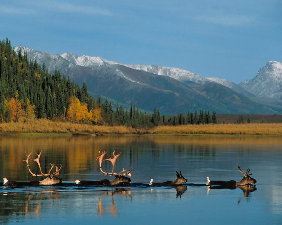 Caribou crossing the Kobuk River in Alaska. The Kobuk is ranked eighth on the American Rivers list of "most endangered rivers" this year.