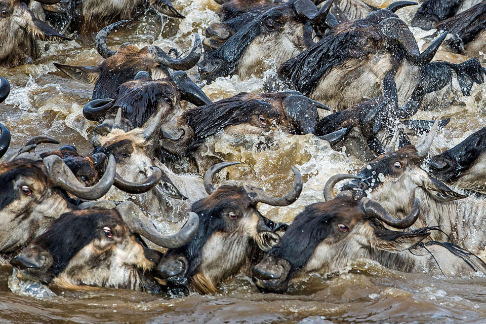 Herding home: Wildebeest photographed in mass migration