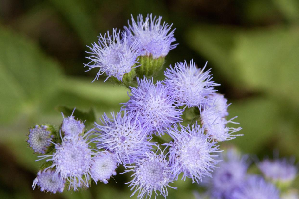 floss flower