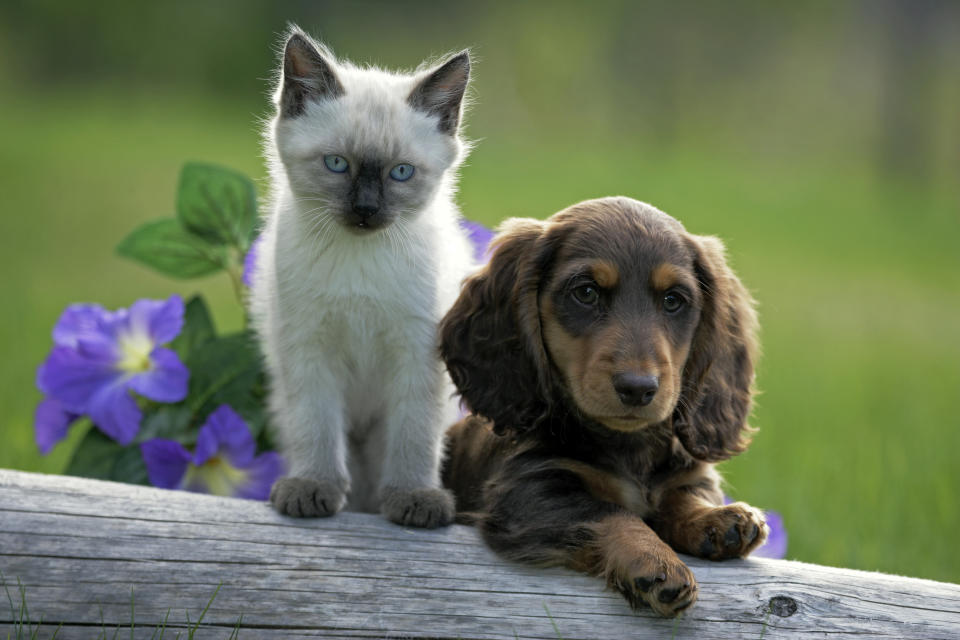 Siamese kitten and Dachshund puppy together on log