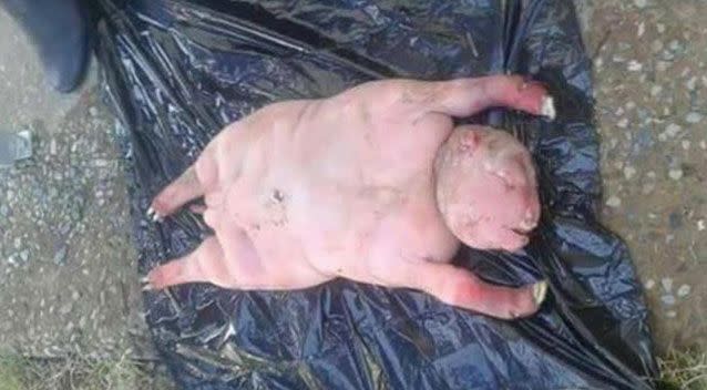 Panicked locals believe the deformed creature was sent by the devil, conceived by a coupling between a man and a sheep. Picture: Supplied