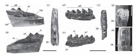 The fossilized jaws of <em>Kawaspenodon peligrensis</em>, a South American lizardlike reptile that survived the extinction event that killed the dinosaurs. (Scale bars represent 1 mm.)